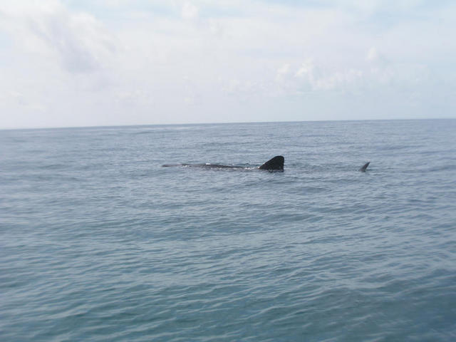 Whale Shark Spotted