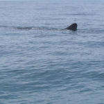 Whale Shark Spotted 2