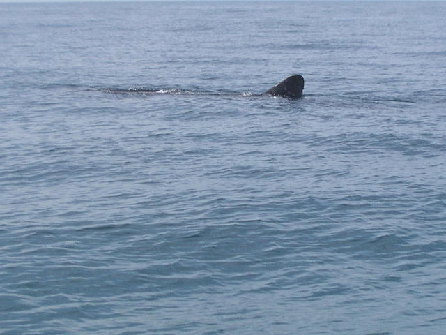 Whale Shark Spotted 2