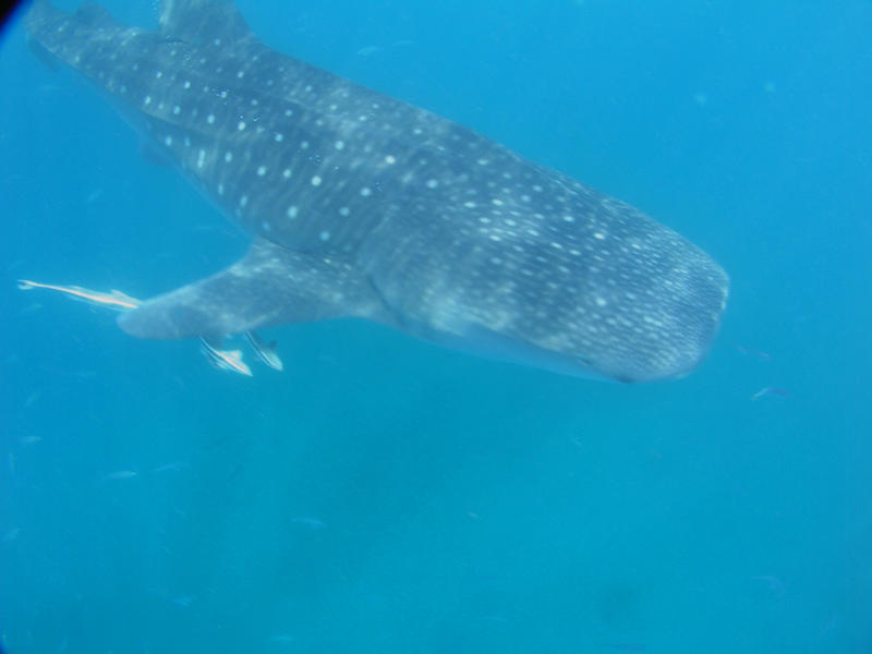 Whale Shark 1