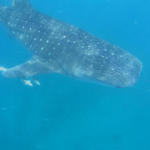 Whale Shark 1