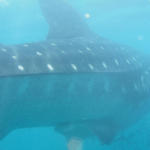 Whale Shark 2