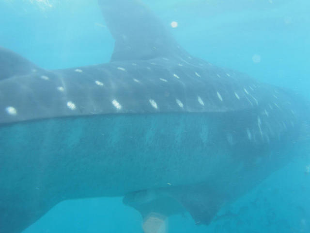 Whale Shark 2