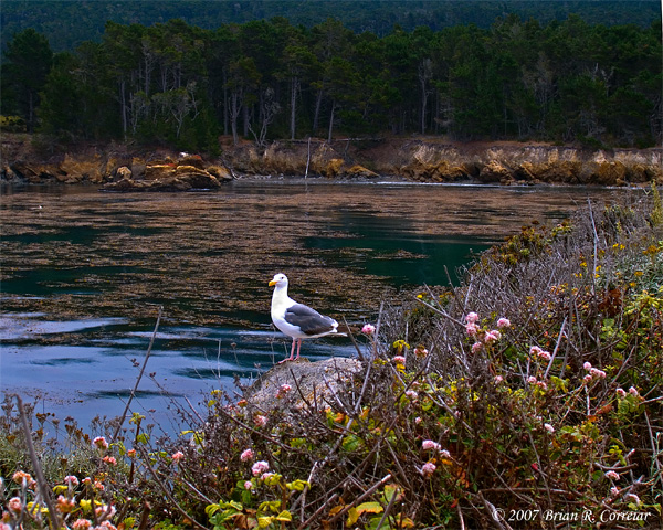 Pt.-Lobos-7-07033_edited-1