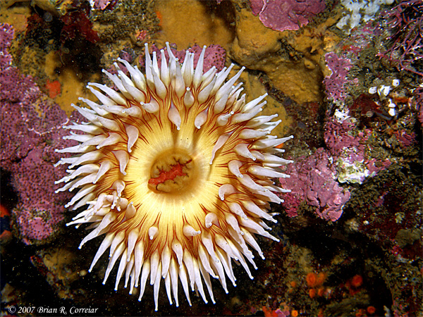 Pt.-Lobos-7-07069_edited-1