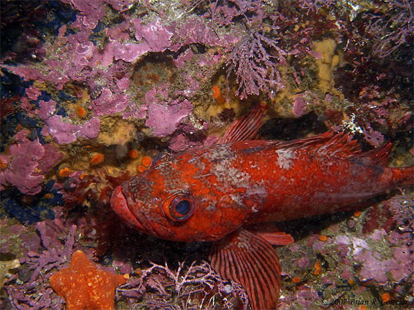 Pt.-Lobos-7-07073_edited-1