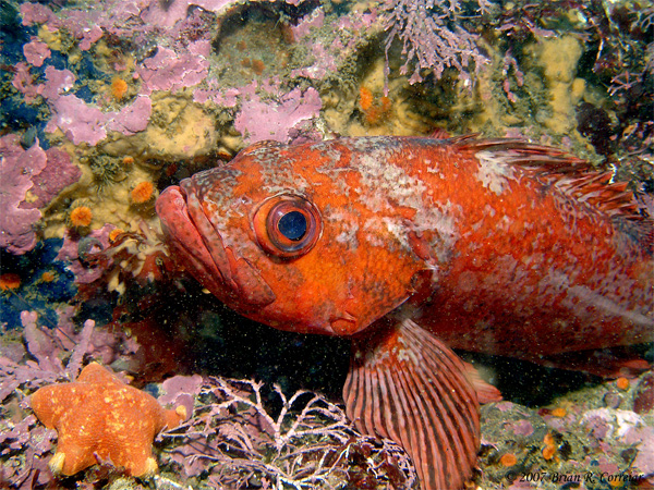 Pt.-Lobos-7-07074_edited-1