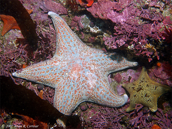 Pt.-Lobos-7-07075_edited-1