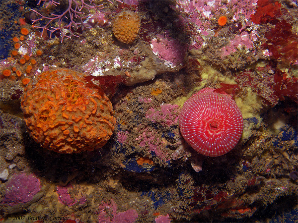 Pt.-Lobos-7-07082_edited-1