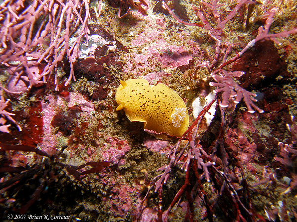 Pt.-Lobos-7-07093_edited-1