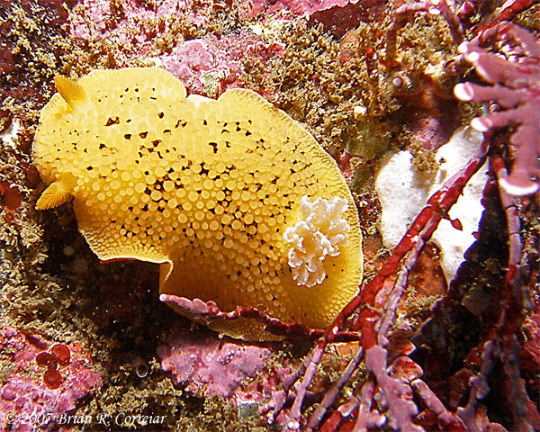 Pt.-Lobos-7-07093_edited-2