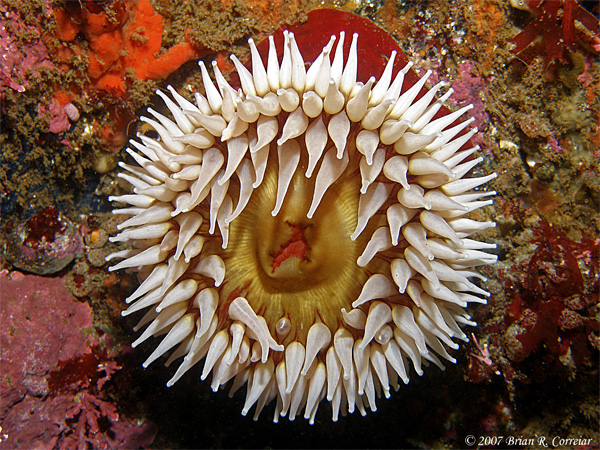 Pt.-Lobos-7-07099_edited-1