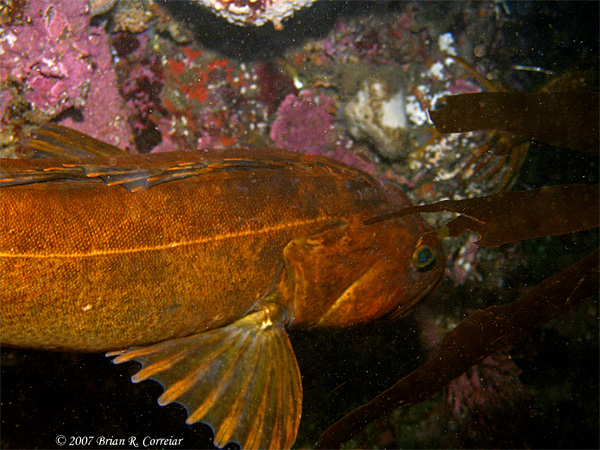 Pt.-Lobos-7-07113_edited-1