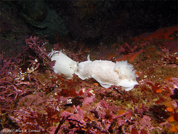 Pt.-Lobos-7-07048_edited-1