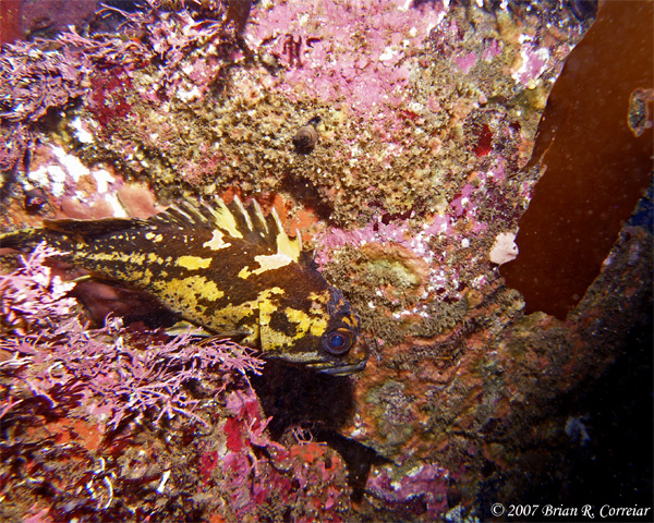 Pt.-Lobos-7-07057_edited-1