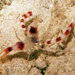 Banded Coral Shrimp