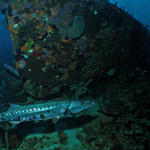 Barracuda at Wreck