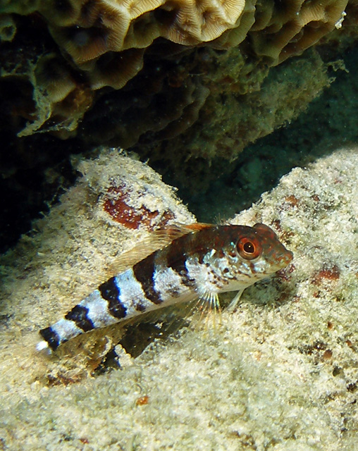 Blenny