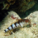 Blenny