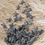 Baby Hawksbill Turtles emerging from their nest!