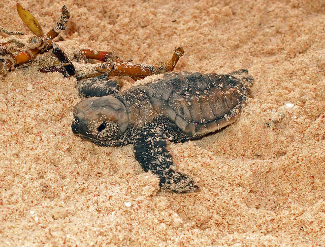 Baby Hawksbill, so cute!