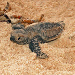 Baby Hawksbill, so cute!