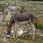 Donkeys