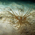 Tube Dwelling Anemones