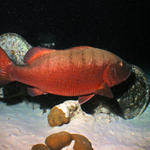 Giant Cubera Snapper