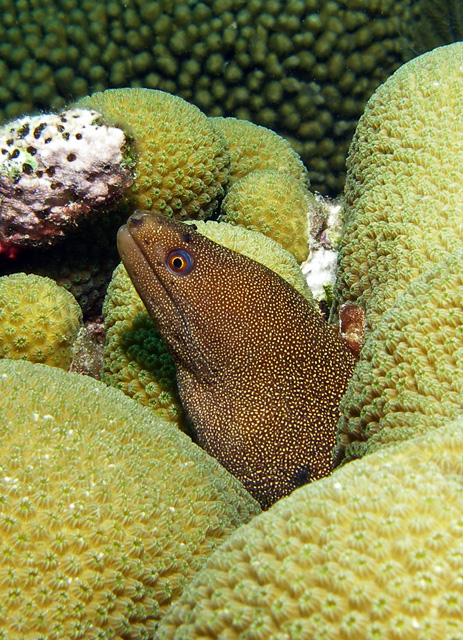 Goldentail Moray