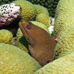 Goldentail Moray