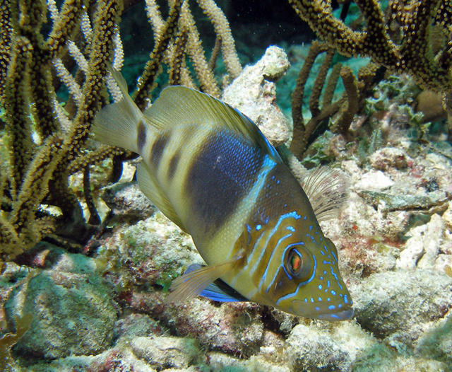 Barred Hamlet