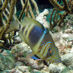 Barred Hamlet