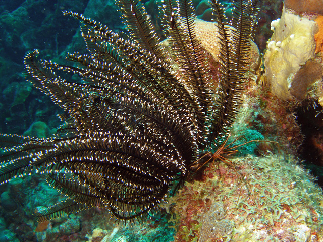 Black and White Crinoid