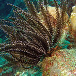 Black and White Crinoid