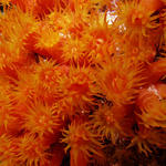 Orange Cup Coral