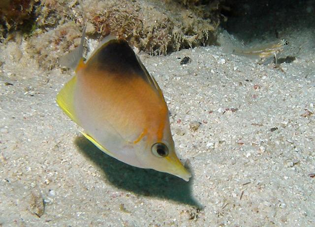 Longnose Butterfly Fish