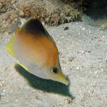 Longnose Butterfly Fish