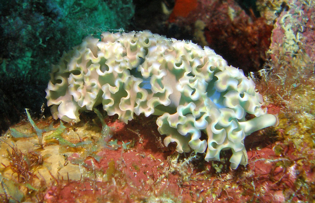 Lettuce Nudi