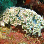 Lettuce Nudi