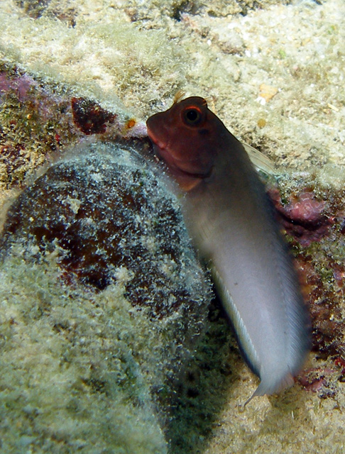 Red Lipped Blenny