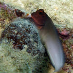 Red Lipped Blenny