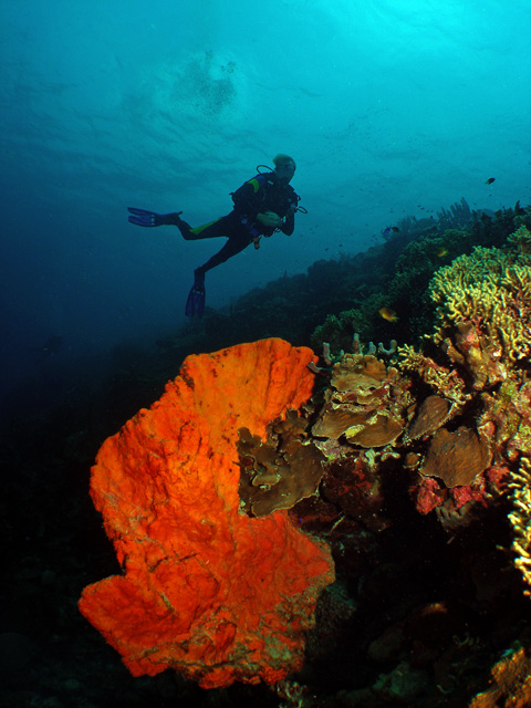 Troy and beautiful Orange Sponge