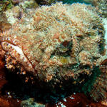 Scorpion Fish Closeup