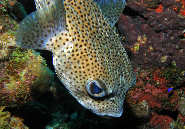Burrfish Closeup