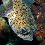 Burrfish Closeup