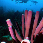 Purple Tube Sponges with Divers