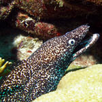 Spotted Moray