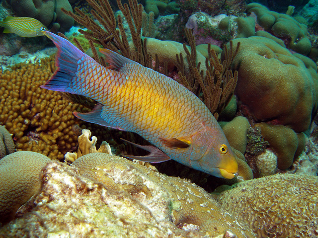 Adult Spanish Hogfish