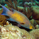 Adult Spanish Hogfish